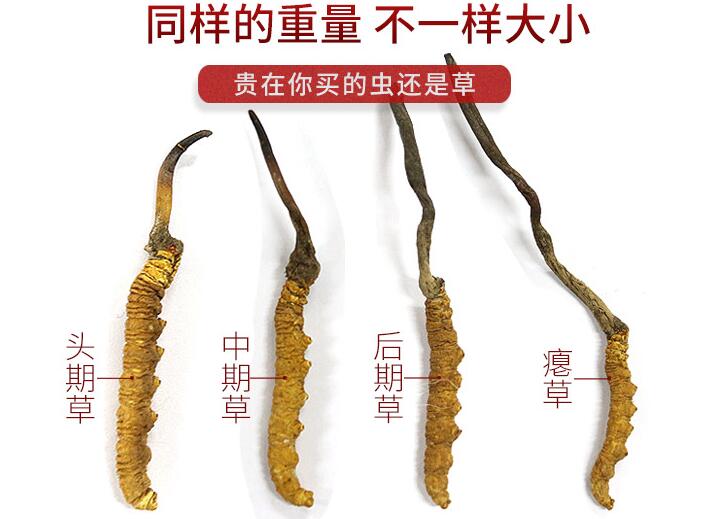 冬虫夏草重量